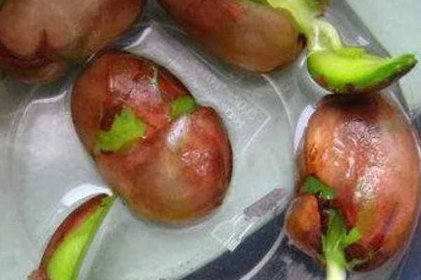 菠萝蜜怎么播种,芽点朝下放入土中