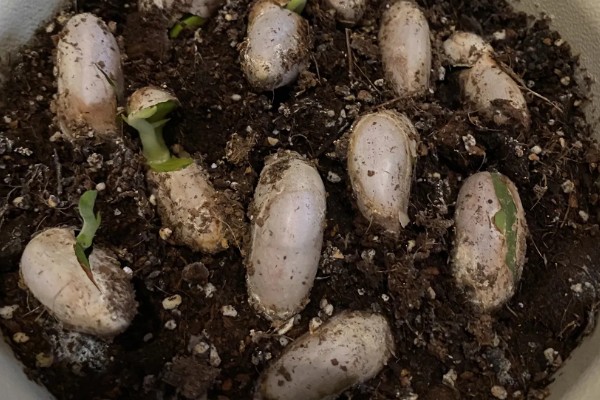 菠萝蜜怎么播种,芽点朝下放入土中