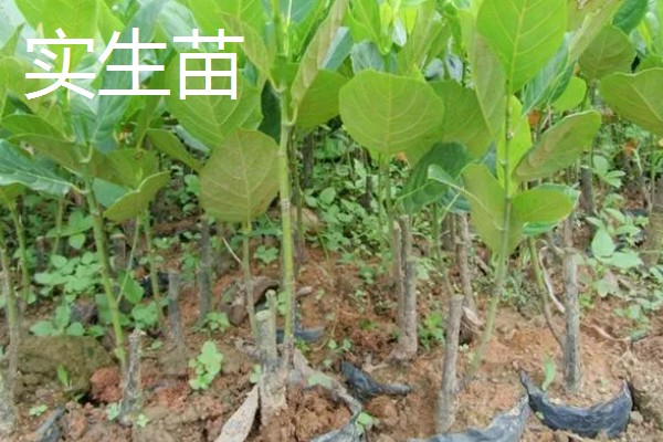 菠萝蜜怎么播种,芽点朝下放入土中