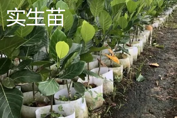 菠萝蜜怎么播种,芽点朝下放入土中