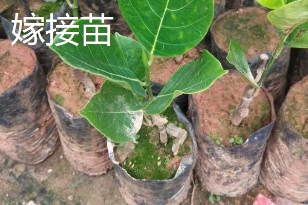 菠萝蜜怎么播种,芽点朝下放入土中