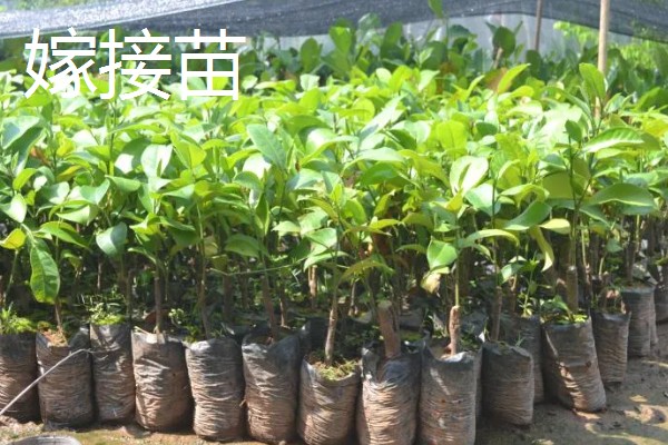 菠萝蜜怎么播种,芽点朝下放入土中