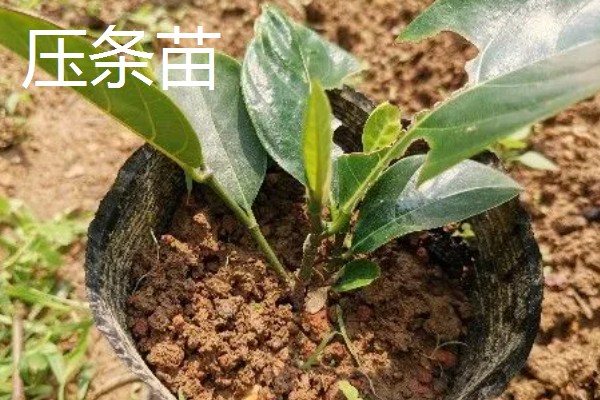 菠萝蜜怎么播种,芽点朝下放入土中