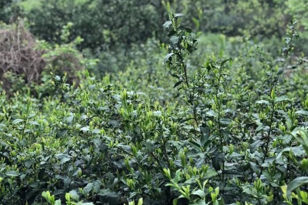 碧螺春的产地，主产于江苏省苏州市洞庭山
