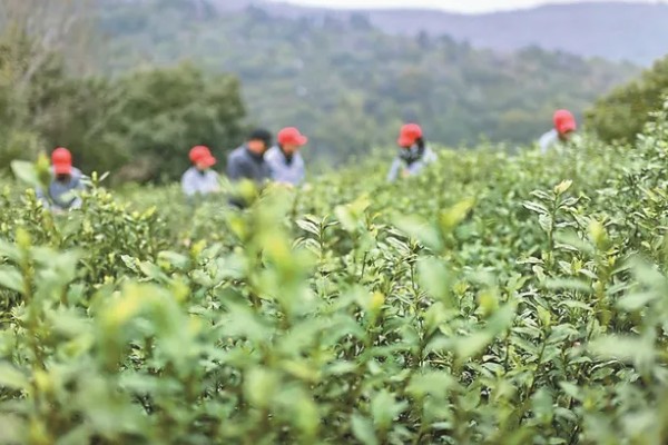 碧螺春的产地，主产于江苏省苏州市洞庭山