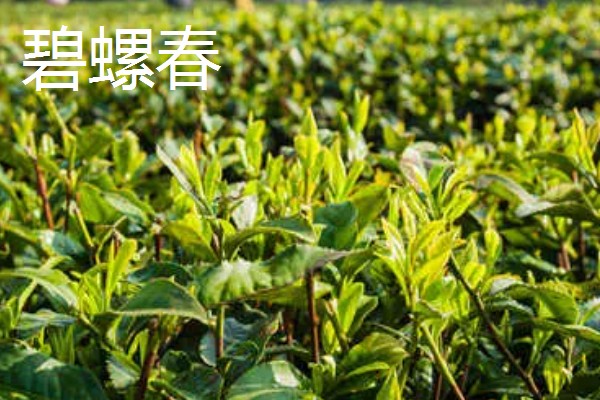 碧螺春的产地，主产于江苏省苏州市洞庭山