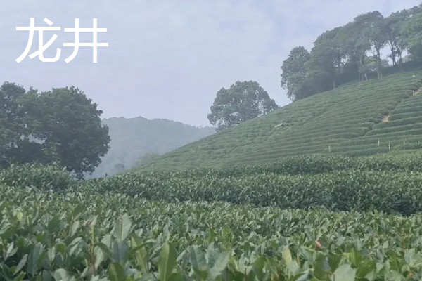 碧螺春的产地，主产于江苏省苏州市洞庭山