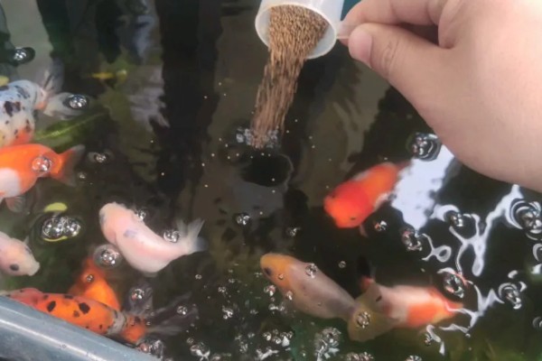 土霉素能治哪些鱼病，等肠炎、烂鳃病、烂鳍病等疾病有效
