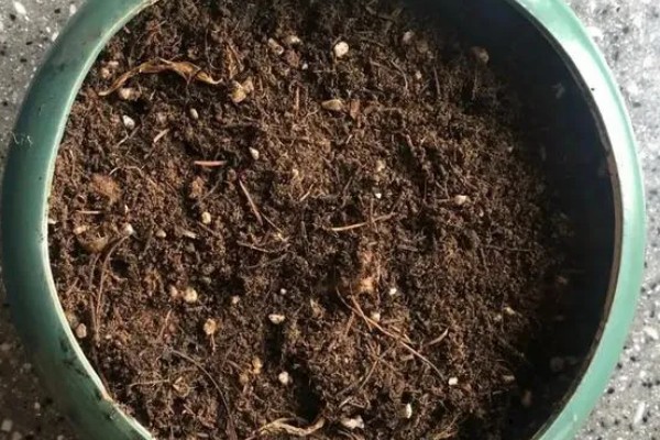 剑兰的种植方法,春夏秋三季让土壤保持湿润