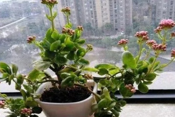 长寿花春季养殖方法,每隔半个月追肥一次
