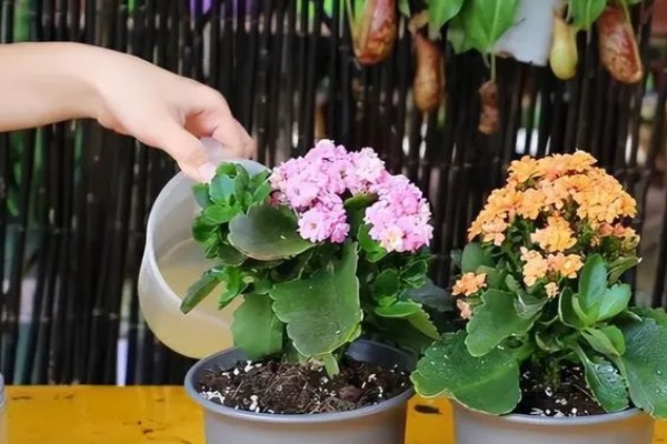 长寿花春季养殖方法,每隔半个月追肥一次