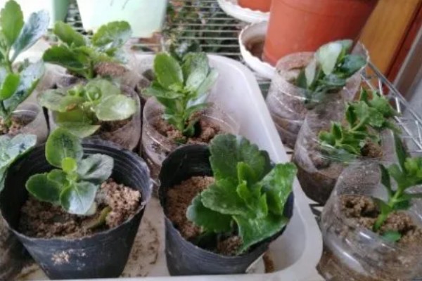 长寿花春季养殖方法,每隔半个月追肥一次