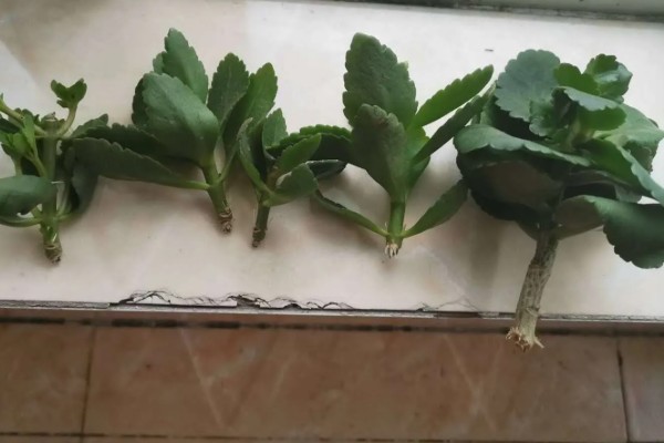 长寿花春季养殖方法,每隔半个月追肥一次
