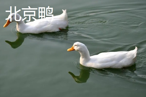 鸭子的寿命,一般有6-8年