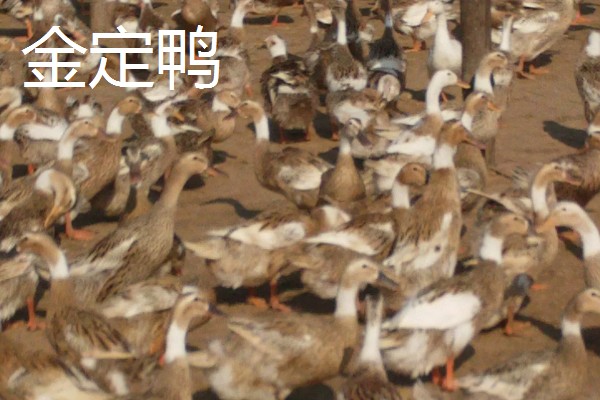 鸭子的寿命,一般有6-8年