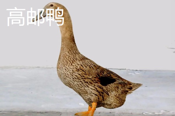 鸭子的寿命,一般有6-8年