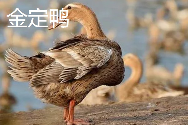 鸭子的寿命,一般有6-8年