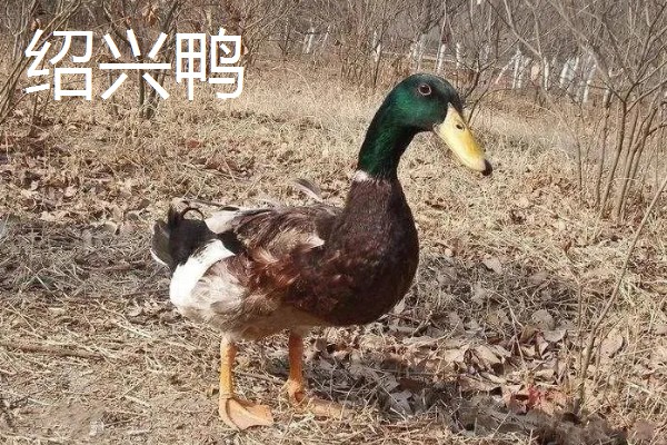 鸭子的寿命,一般有6-8年