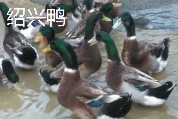 鸭子的寿命,一般有6-8年