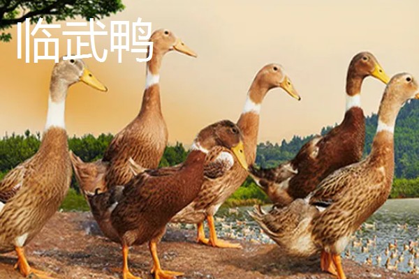 鸭子的寿命,一般有6-8年