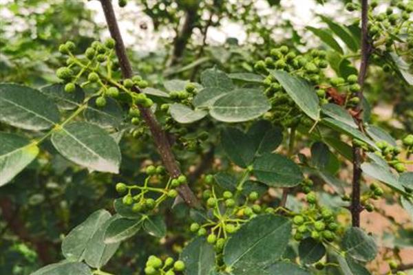 花椒树春季怎么管理,4-5月份追施人畜粪肥