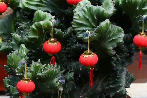 金麒麟怎么养殖，春秋两季每隔5-7天浇一次水