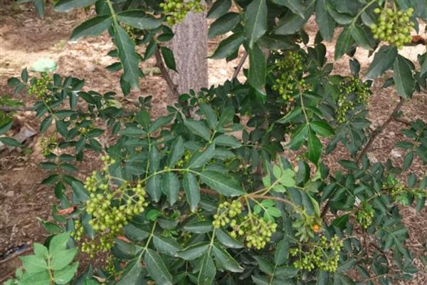 花椒树春季怎么管理,4-5月份追施人畜粪肥