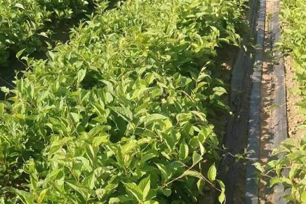 怎么防治五味子的病虫害,发生白粉病可喷施石硫合剂等药物