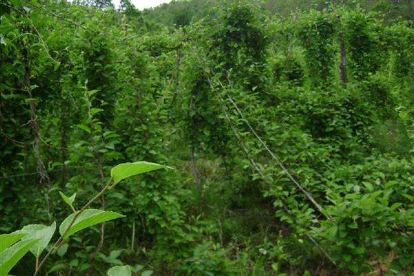 怎么防治五味子的病虫害,发生白粉病可喷施石硫合剂等药物