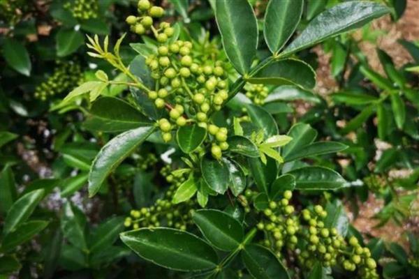 花椒树春季怎么管理,4-5月份追施人畜粪肥