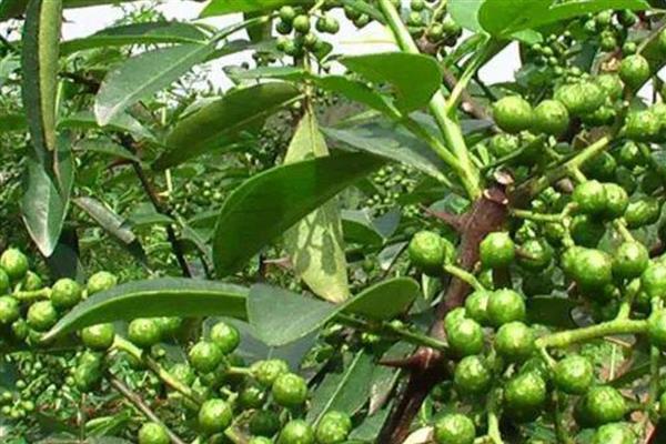 花椒树春季怎么管理,4-5月份追施人畜粪肥