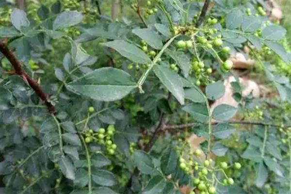 花椒树春季怎么管理,4-5月份追施人畜粪肥