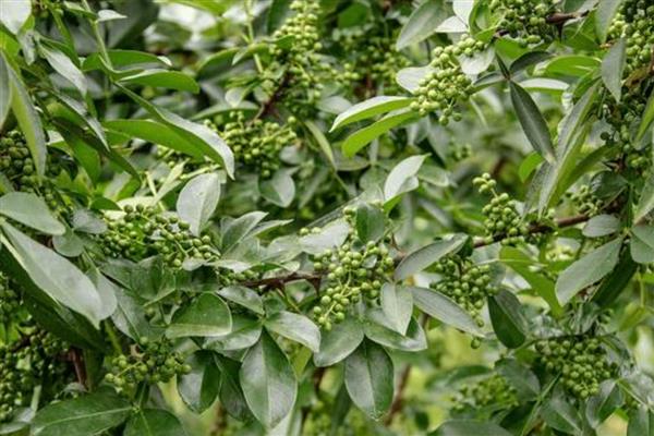 花椒树春季怎么管理,4-5月份追施人畜粪肥