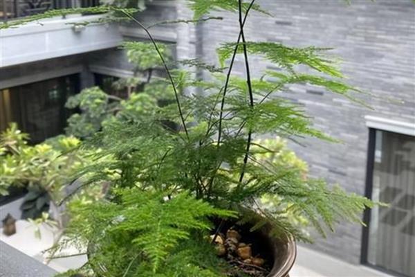 文竹的过冬方法，室内温度保持在15℃以上