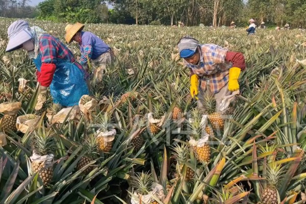 凤梨收获所需时间，一般需要3-4年才能采收