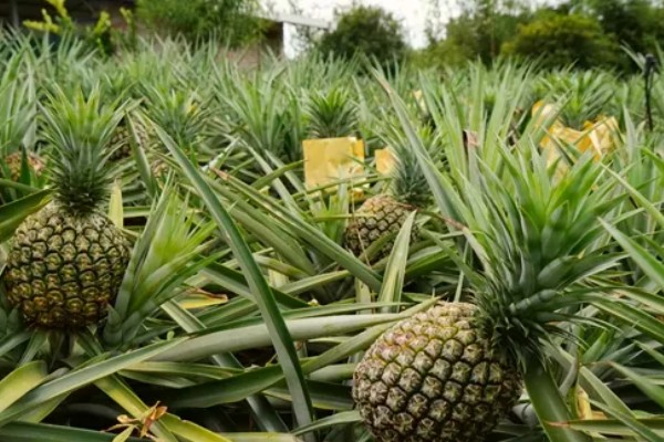 凤梨收获所需时间，一般需要3-4年才能采收