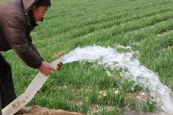 韭菜为何越割越细,收割频繁、根系受损、肥水不足都会导致