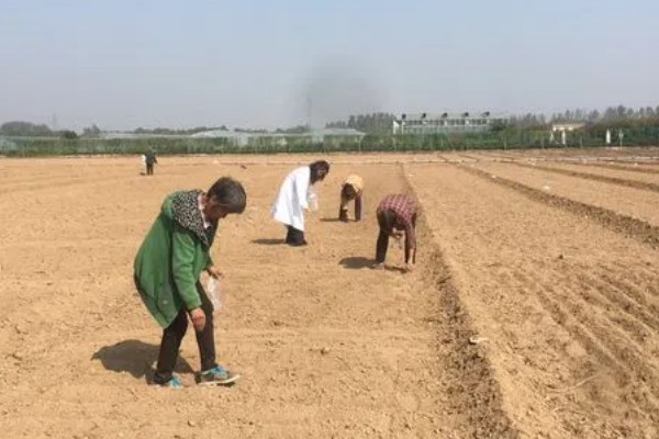 韭菜为何越割越细,收割频繁、根系受损、肥水不足都会导致