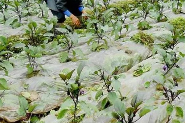 茄子如何打枝才能多结果,将门茄以下的侧枝全部打掉