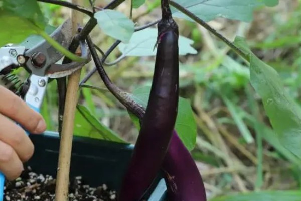 茄子如何打枝才能多结果,将门茄以下的侧枝全部打掉
