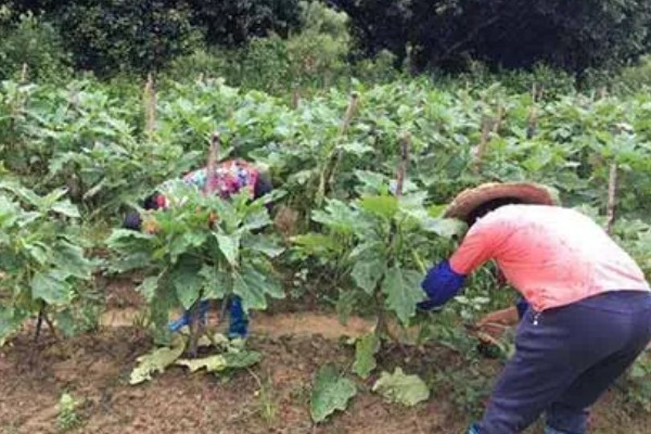 茄子如何打枝才能多结果,将门茄以下的侧枝全部打掉