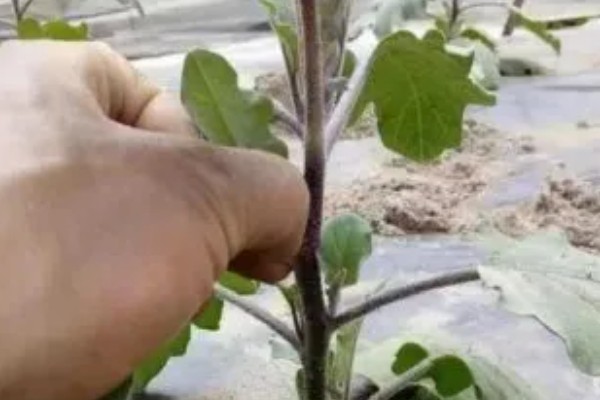 茄子如何打枝才能多结果,将门茄以下的侧枝全部打掉