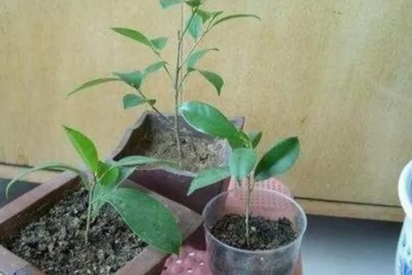榕树可以独木成林的原因，气根可以长到母树一般粗