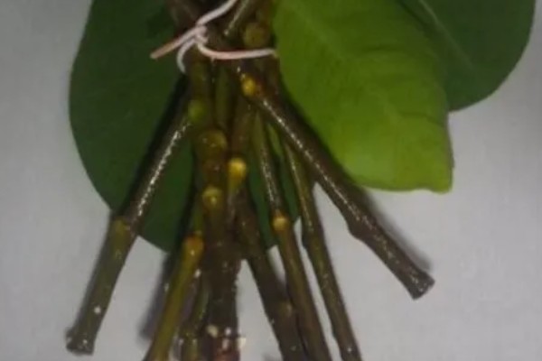 榕树可以独木成林的原因，气根可以长到母树一般粗