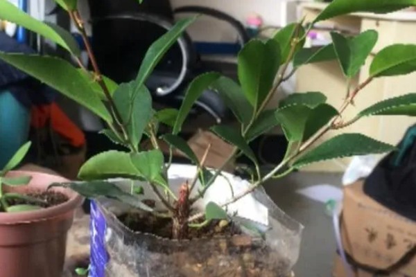 榕树可以独木成林的原因，气根可以长到母树一般粗