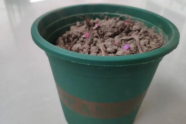 榕树可以独木成林的原因，气根可以长到母树一般粗