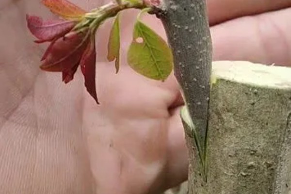 榕树可以独木成林的原因，气根可以长到母树一般粗