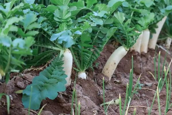 北方地区何时种植白萝卜,主要在7-8月份种植