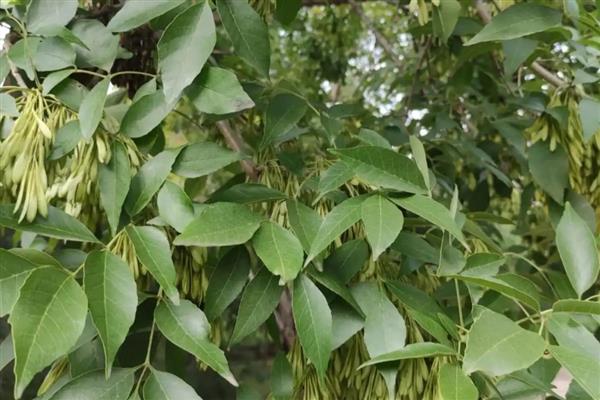 白蜡树的修剪时间，最佳时间为2-3月份