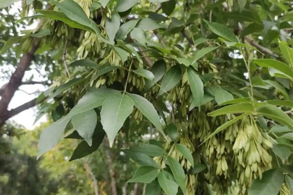 白蜡树的修剪时间，最佳时间为2-3月份